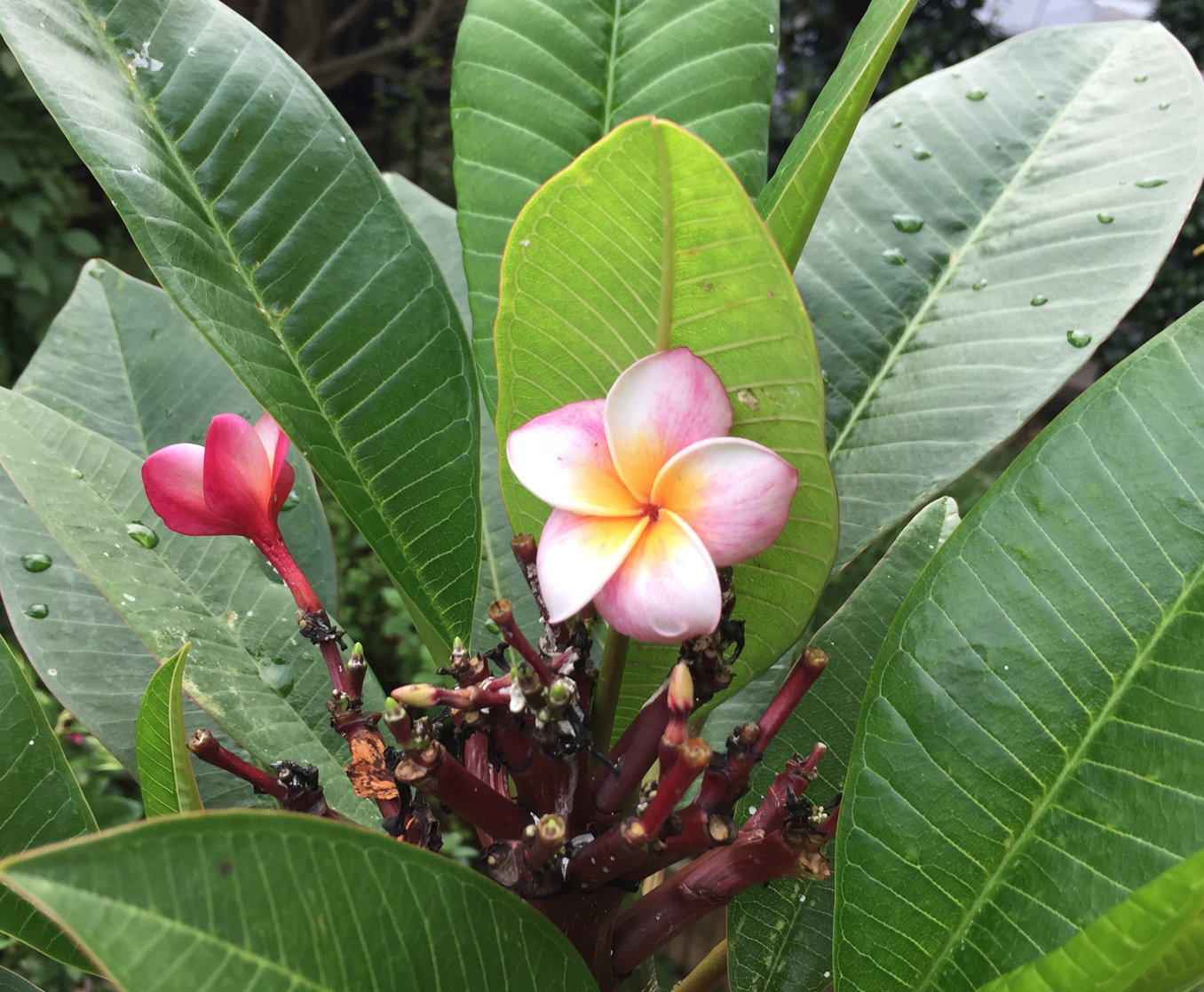 プルメリア開花 うめつ歯科医院